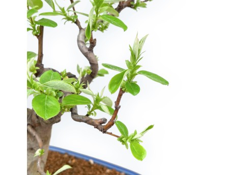 Pseudocydonia Chinensis - Apple Tree - 46 cm