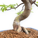 Pseudocydonia Chinensis - Apple Tree - 46 cm