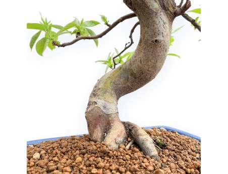 Pseudocydonia Chinensis - Cotogno - 46 cm