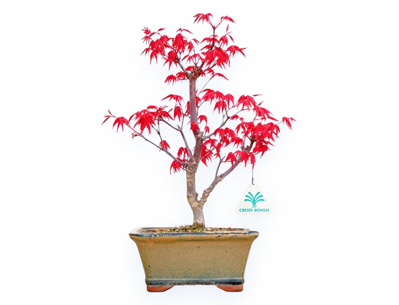 Acer Palmatum Deshojo - Ahorne - 33 cm