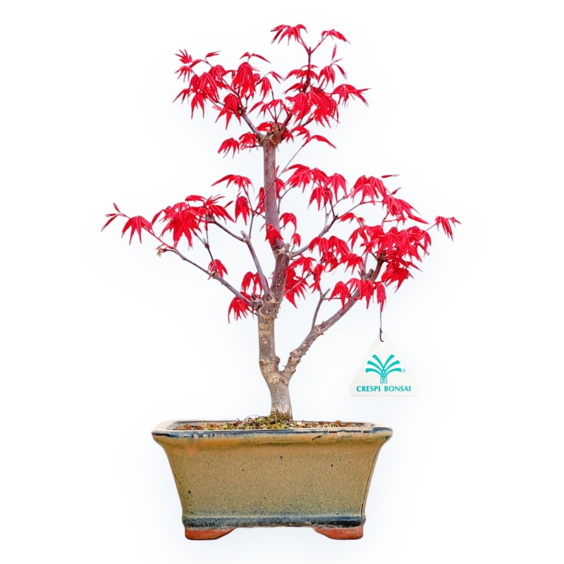 Acer Palmatum Deshojo - Esdoorn - 33 cm