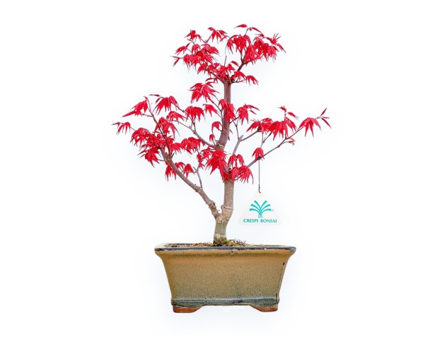 Acer Palmatum Deshojo - Arce - 33 cm