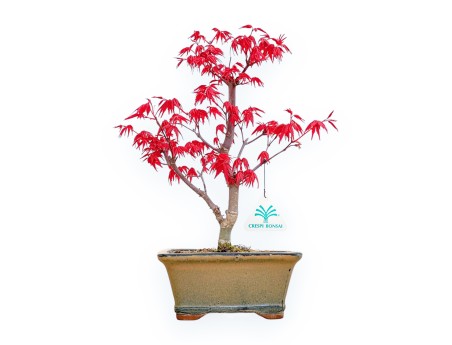 Acer Palmatum Deshojo - Maple - 33 cm