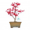 Acer Palmatum Deshojo - Érable - 33 cm