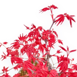 Acer Palmatum Deshojo - Maple - 33 cm