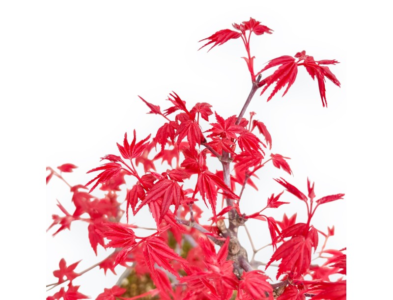 Acer Palmatum Deshojo - Arce - 33 cm