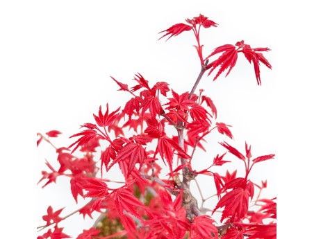 Acer Palmatum Deshojo - Esdoorn - 33 cm