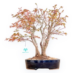 Acer Palmatum Deshojo - Érable - 39 cm