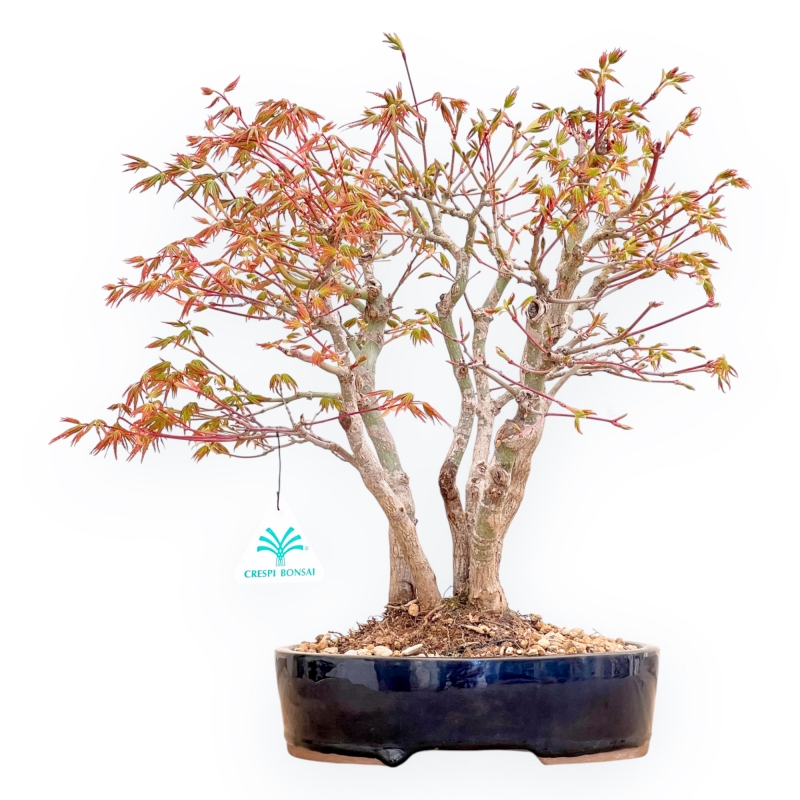 Acer Palmatum Deshojo - Érable - 39 cm