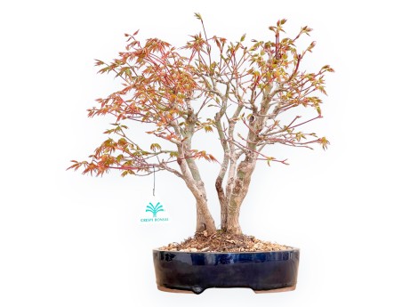 Acer Palmatum Deshojo - Ahorne - 39 cm