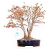 Acer Palmatum Deshojo - Esdoorn - 39 cm