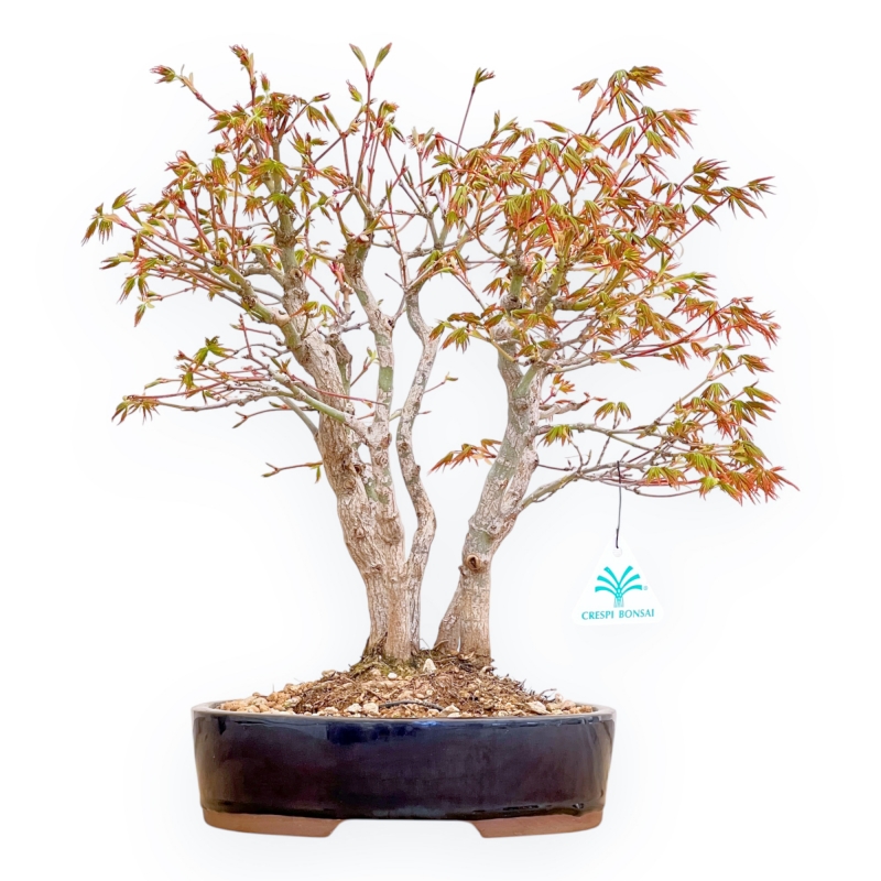 Acer Palmatum Deshojo - Érable - 39 cm