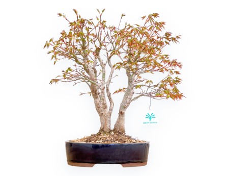 Acer Palmatum Deshojo - Arce - 39 cm