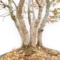 Acer Palmatum Deshojo - Érable - 39 cm