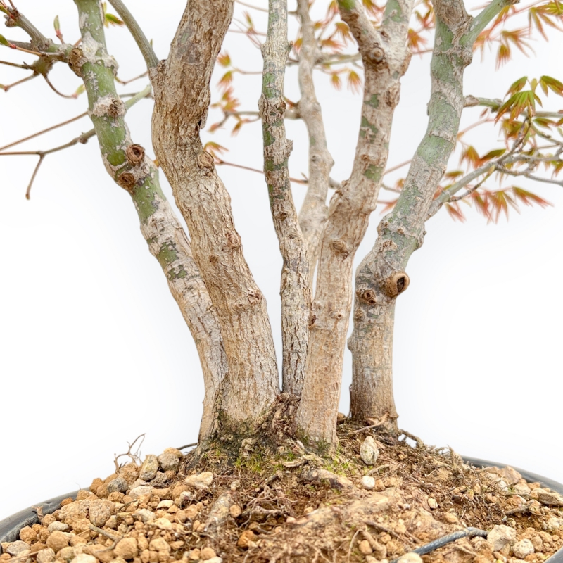 Acer Palmatum Deshojo - Érable - 39 cm