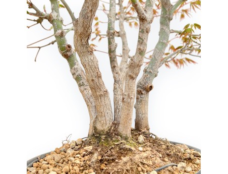 Acer Palmatum Deshojo - Ahorne - 39 cm