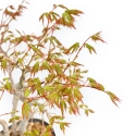 Acer Palmatum Deshojo - Érable - 39 cm