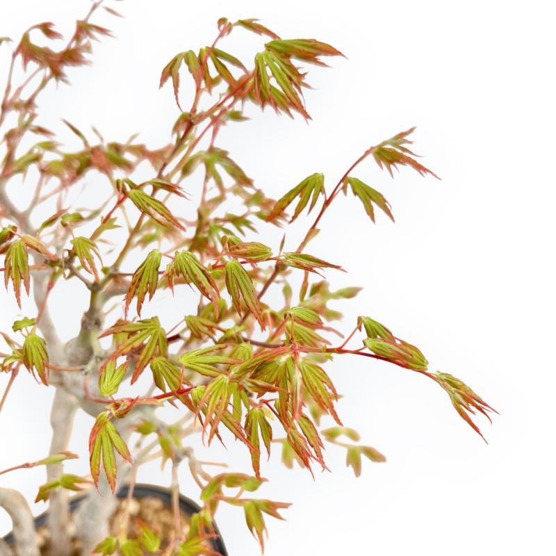 Acer Palmatum Deshojo - Esdoorn - 39 cm