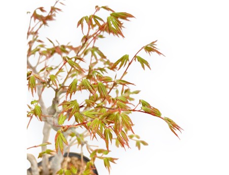 Acer Palmatum Deshojo - Acero - 39 cm
