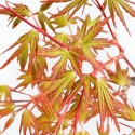 Acer Palmatum Deshojo - Érable - 39 cm