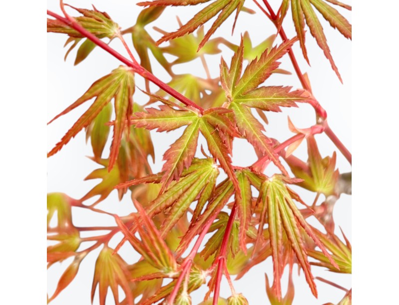 Acer Palmatum Deshojo - Maple - 39 cm