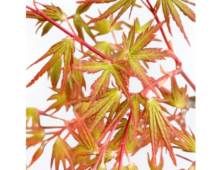 Acer Palmatum Deshojo - Ahorne - 39 cm