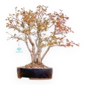 Acer Palmatum Deshojo - Érable - 39 cm