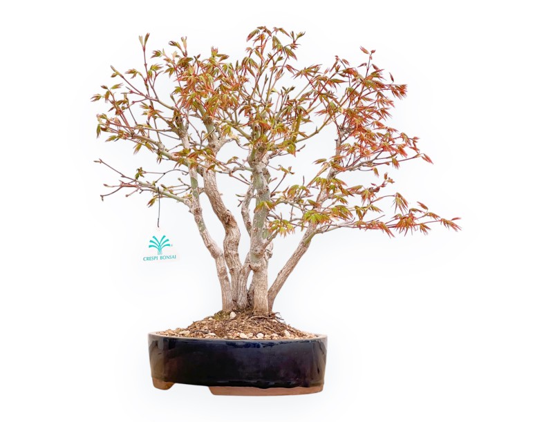 Acer Palmatum Deshojo - Ahorne - 39 cm