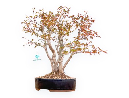 Acer Palmatum Deshojo - Ahorne - 39 cm