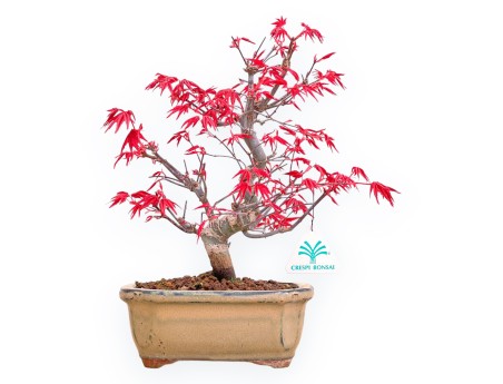 Acer Palmatum Deshojo - Arce - 30 cm