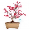 Acer Palmatum Deshojo - Érable - 30 cm