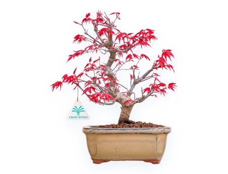 Acer Palmatum Deshojo - Acero - 30 cm