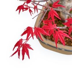 Acer Palmatum Deshojo - Esdoorn - 30 cm