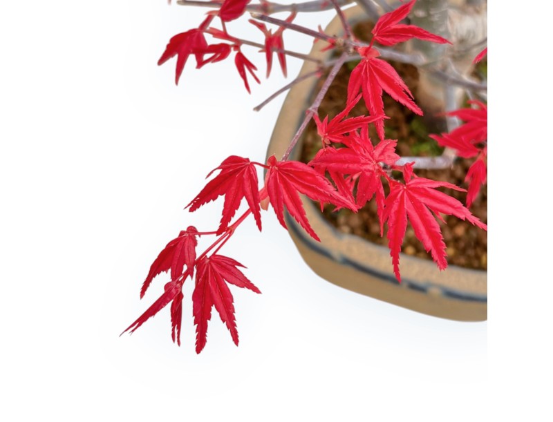 Acer Palmatum Deshojo - Esdoorn - 30 cm
