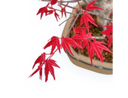 Acer Palmatum Deshojo - Arce - 30 cm