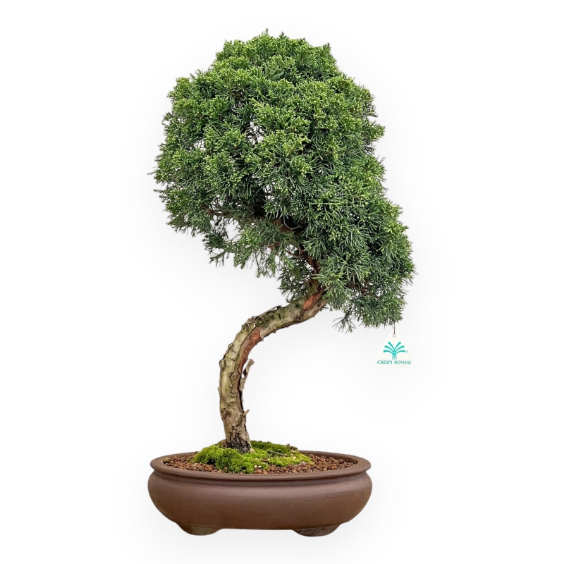 Juniperus Chinensis - Juniper - 59 cm