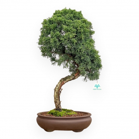 Juniperus Chinensis - Genévrier - 59 cm