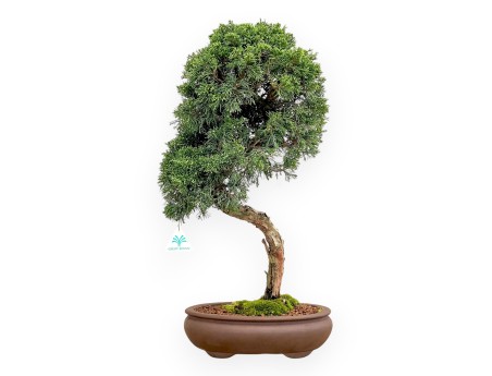 Juniperus Chinensis - Enebro - 59 cm