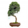 Juniperus Chinensis - Wacholder - 59 cm