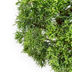 Juniperus Chinensis - Genévrier - 59 cm