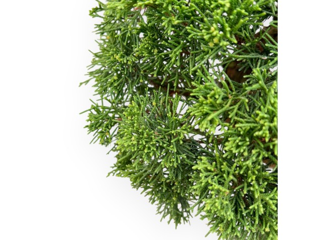 Juniperus Chinensis - Wacholder - 59 cm 2