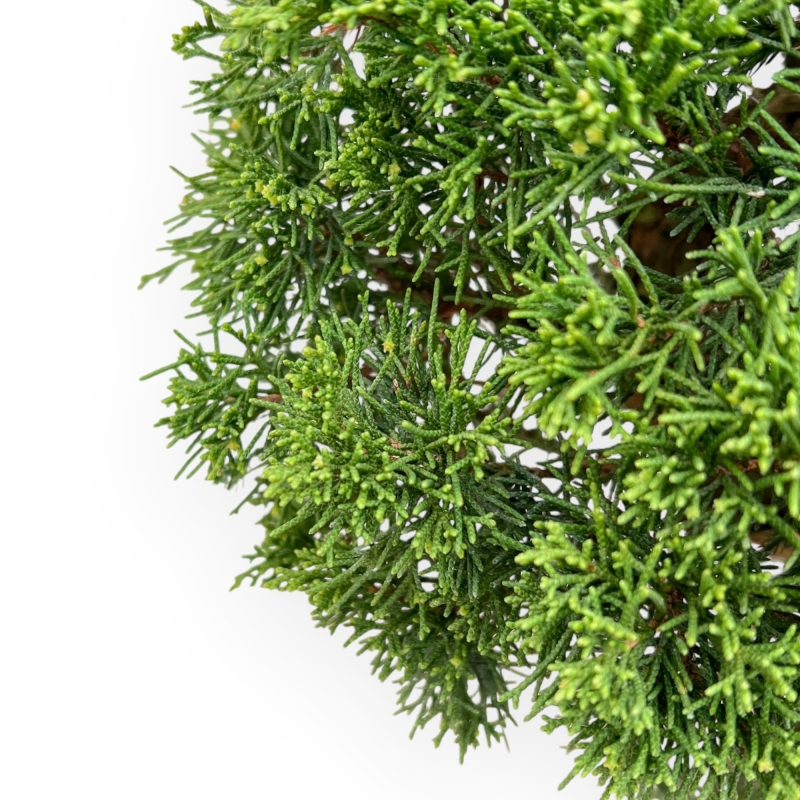 Juniperus Chinensis - Juniper - 59 cm