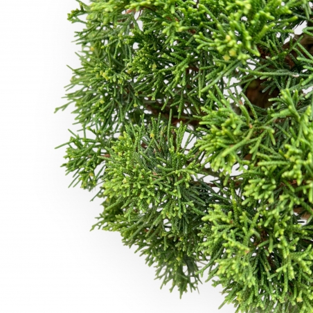 Juniperus Chinensis - Juniper - 59 cm