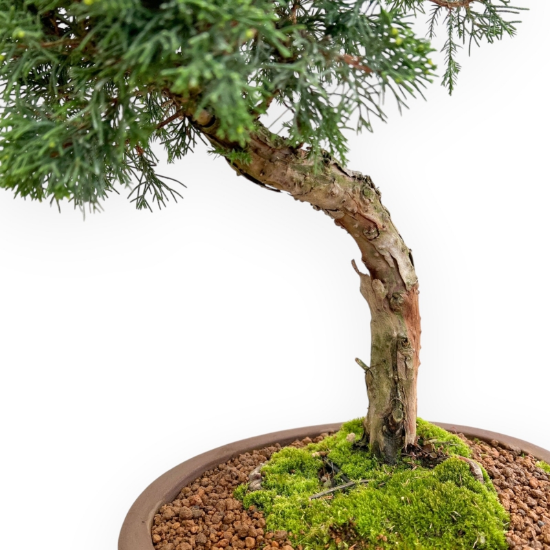 Juniperus Chinensis - Wacholder - 59 cm