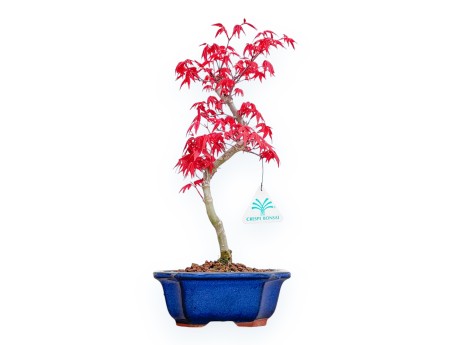 Acer Palmatum Deshojo - Maple - 36 cm