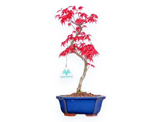 Acer Palmatum Deshojo - Arce - 36 cm