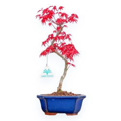Acer Palmatum Deshojo - Érable - 36 cm