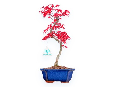Acer Palmatum Deshojo - Ahorne - 36 cm