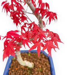 Acer Palmatum Deshojo - Érable - 36 cm