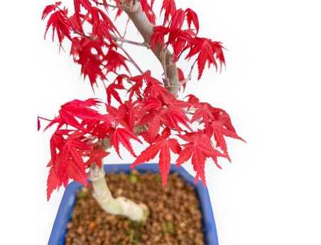 Acer Palmatum Deshojo - Arce - 36 cm
